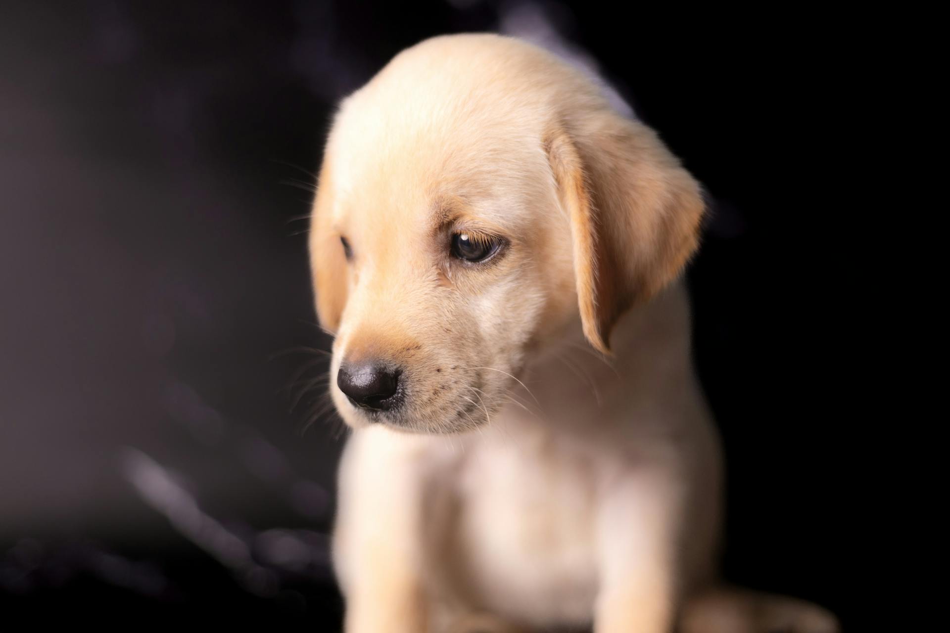 Un chiot labrador mignon