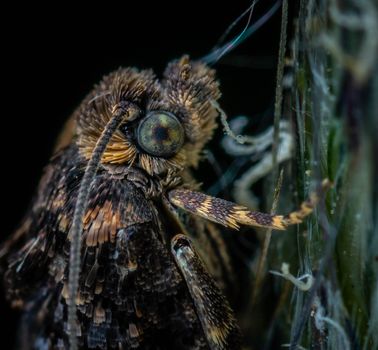 Detailed macro image of a moth showcasing its intricate eye and textured body.