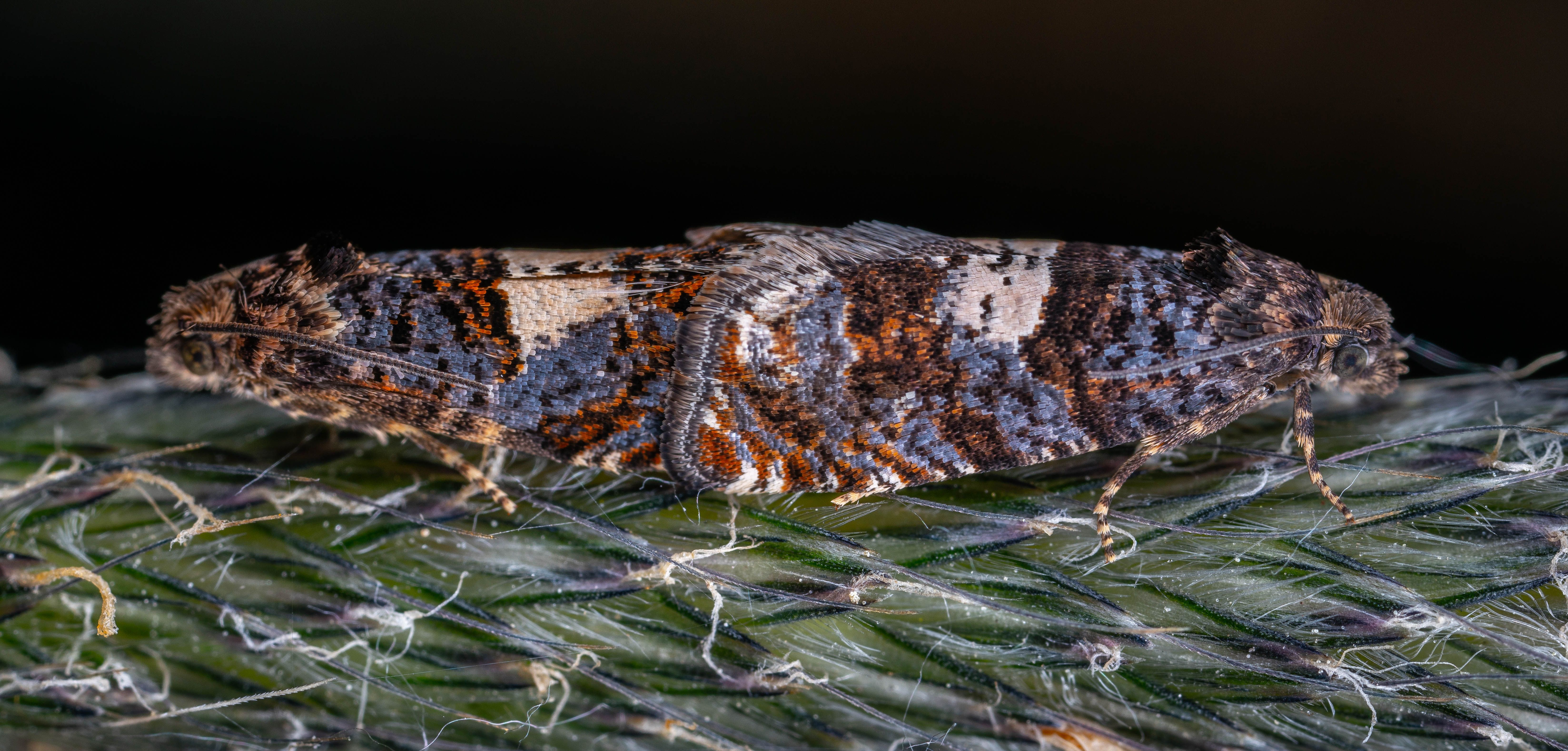 Two Moths Mating · Free Stock Photo