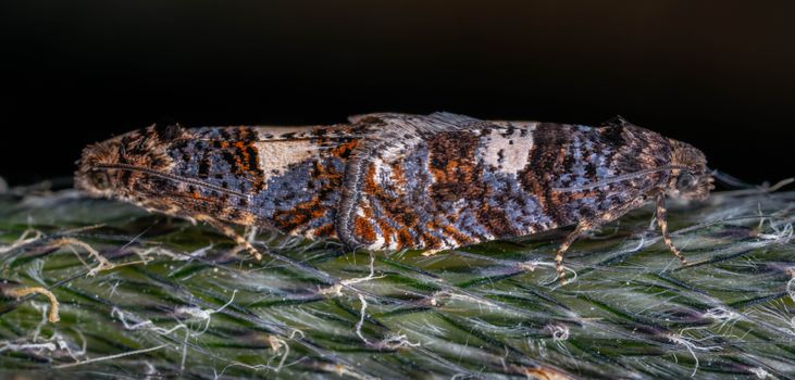 Two Moths Mating