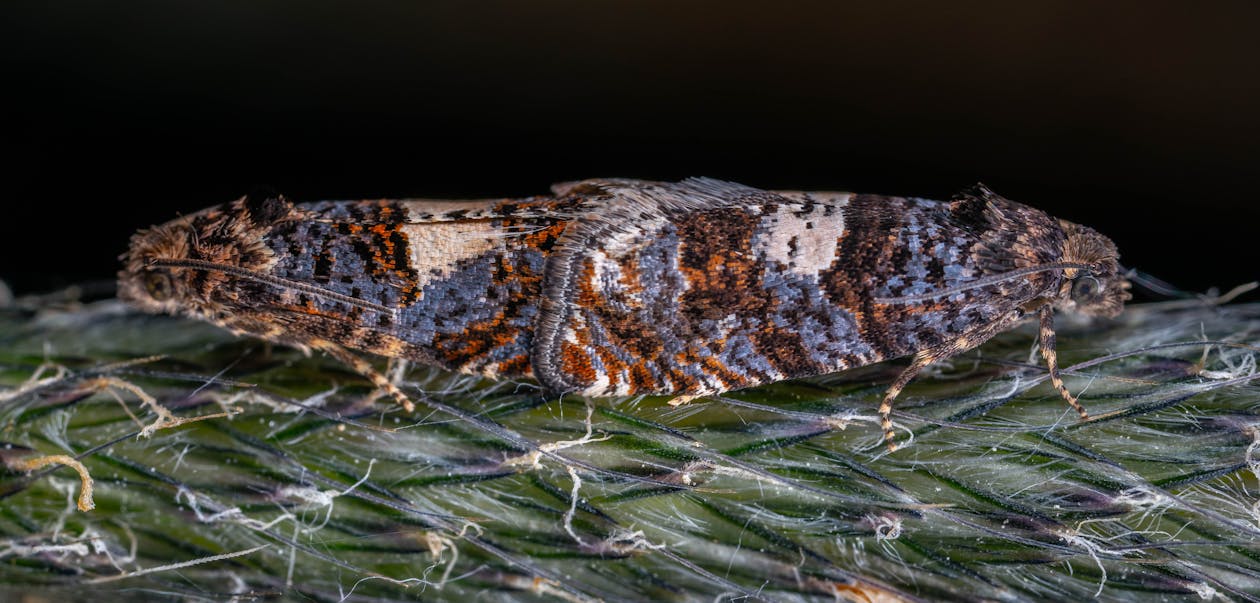 Two Moths Mating