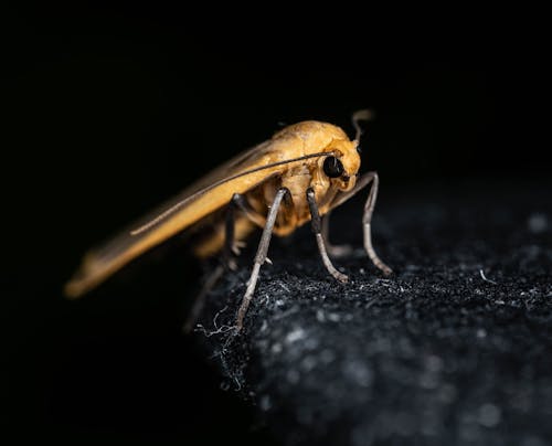 Eilema Moth in Close Up
