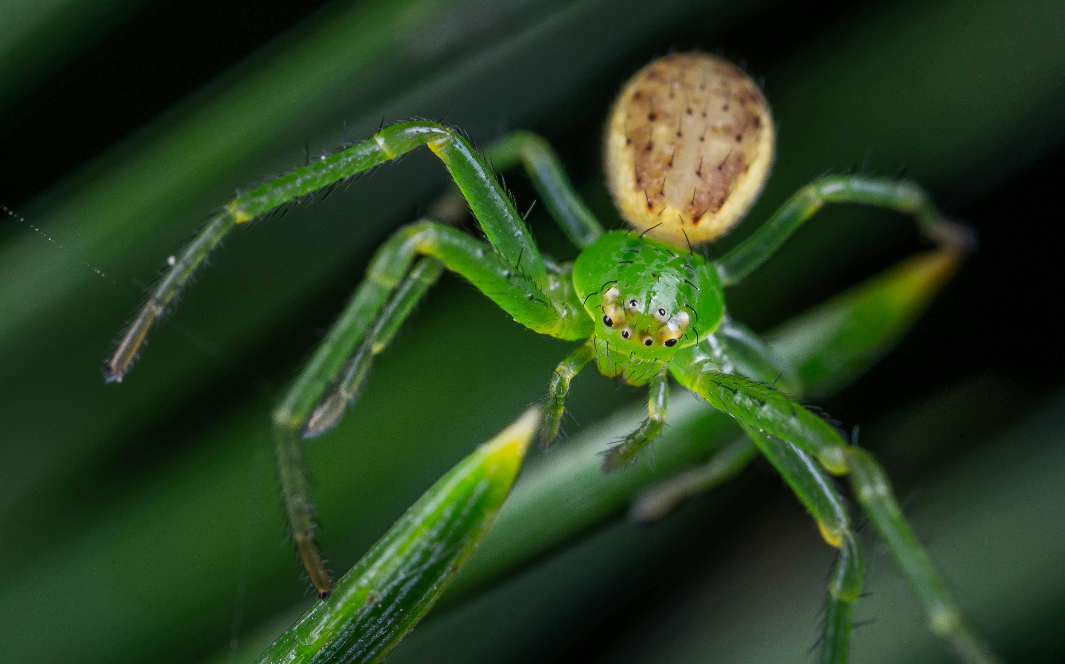 close up of spider