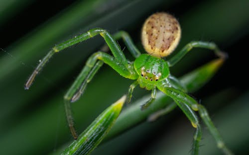 Fotobanka s bezplatnými fotkami na tému divočina, extrémny detail, pavúk