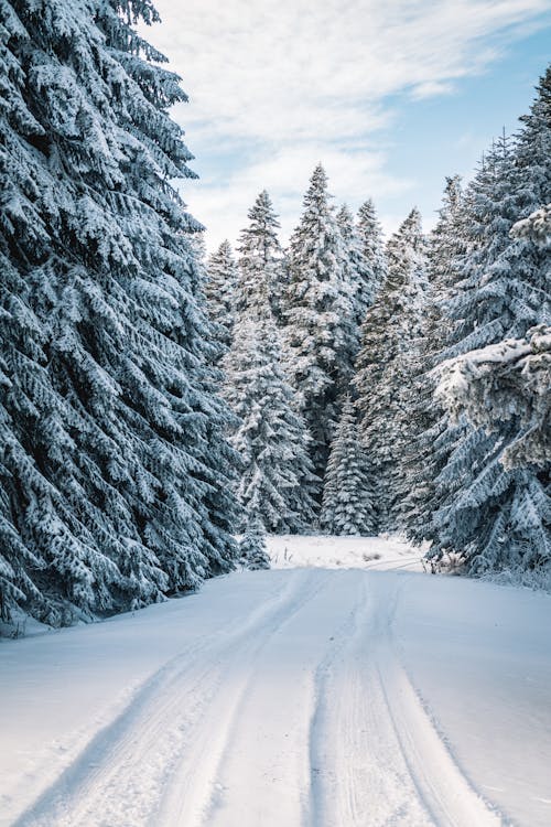 Foto Van Sneeuwveld Bij Bomen