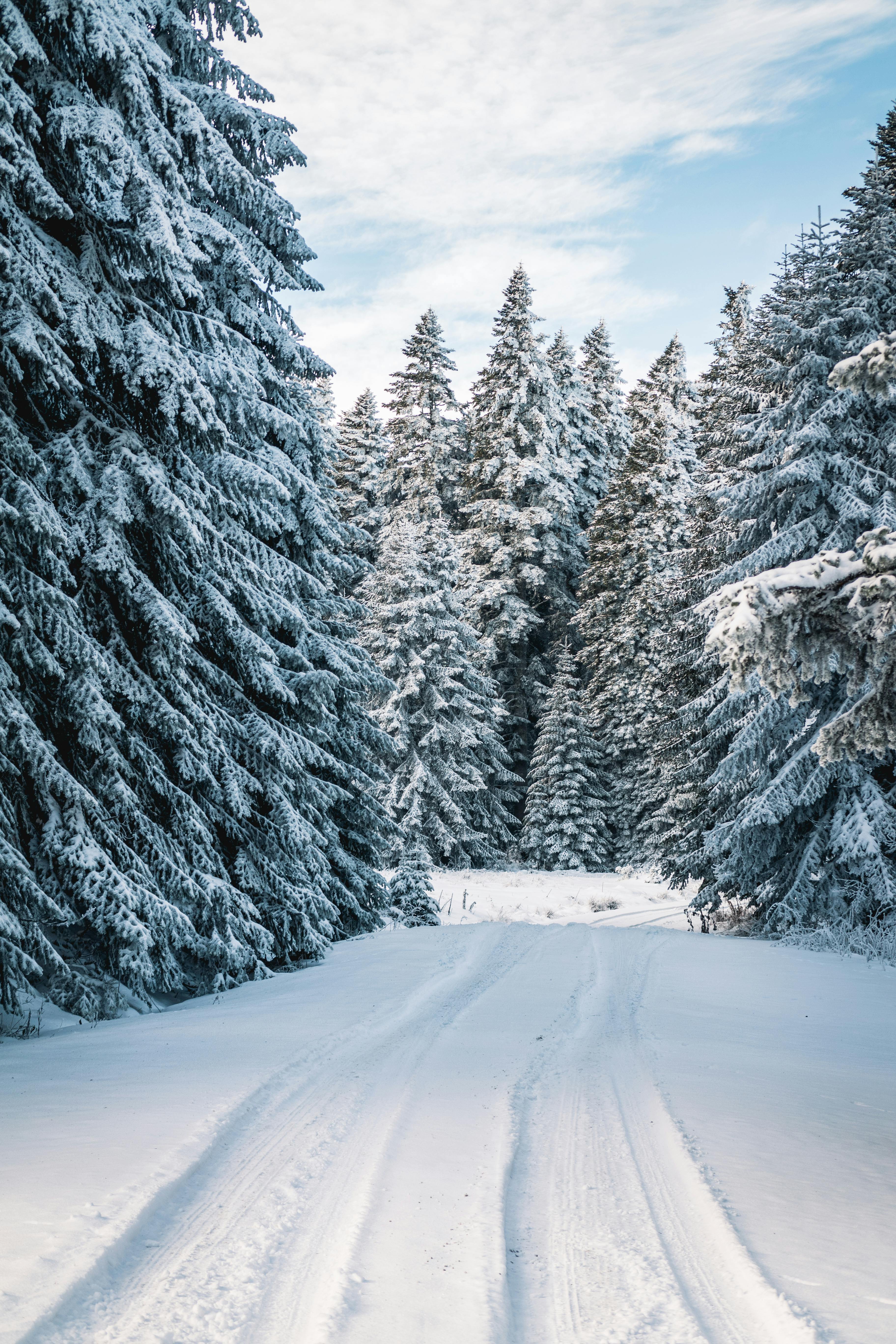 木の近くの雪原の写真 無料の写真素材