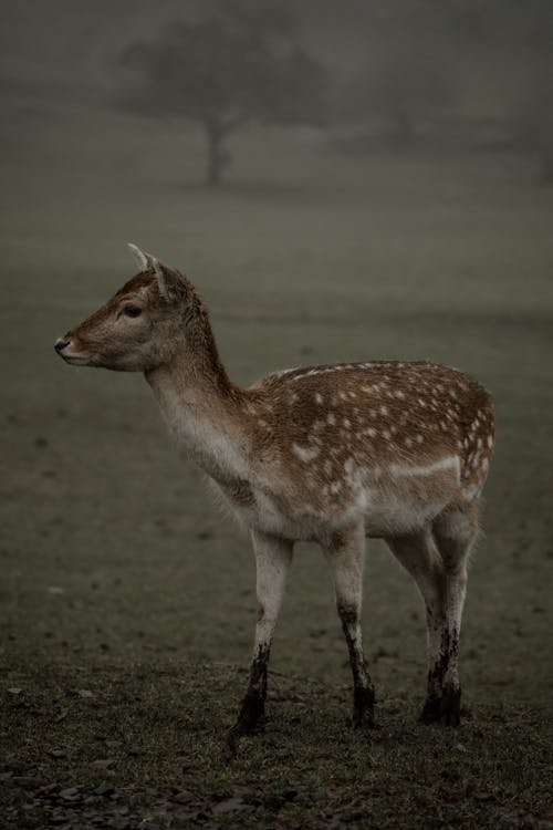 동물, 새끼 사슴, 셀렉티브 포커스의 무료 스톡 사진