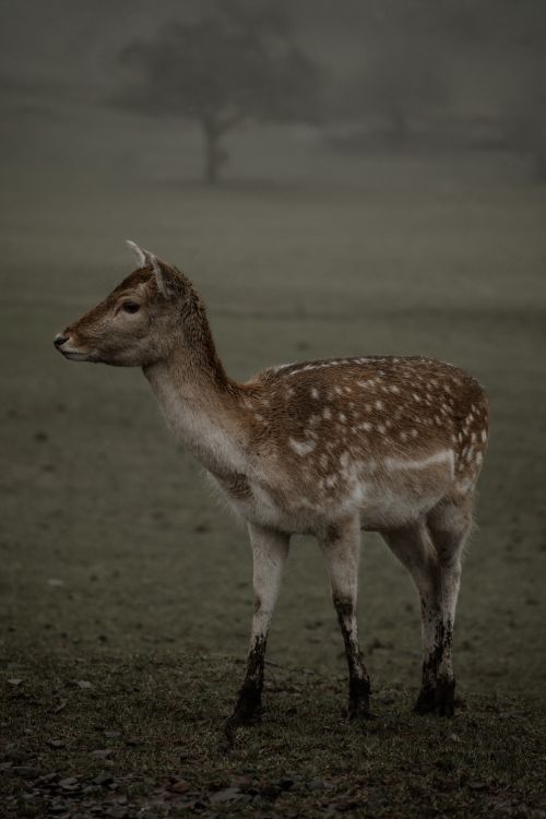 Free A European Fallow Deer fawn stands in a misty meadow, showcasing nature's beauty. Stock Photo