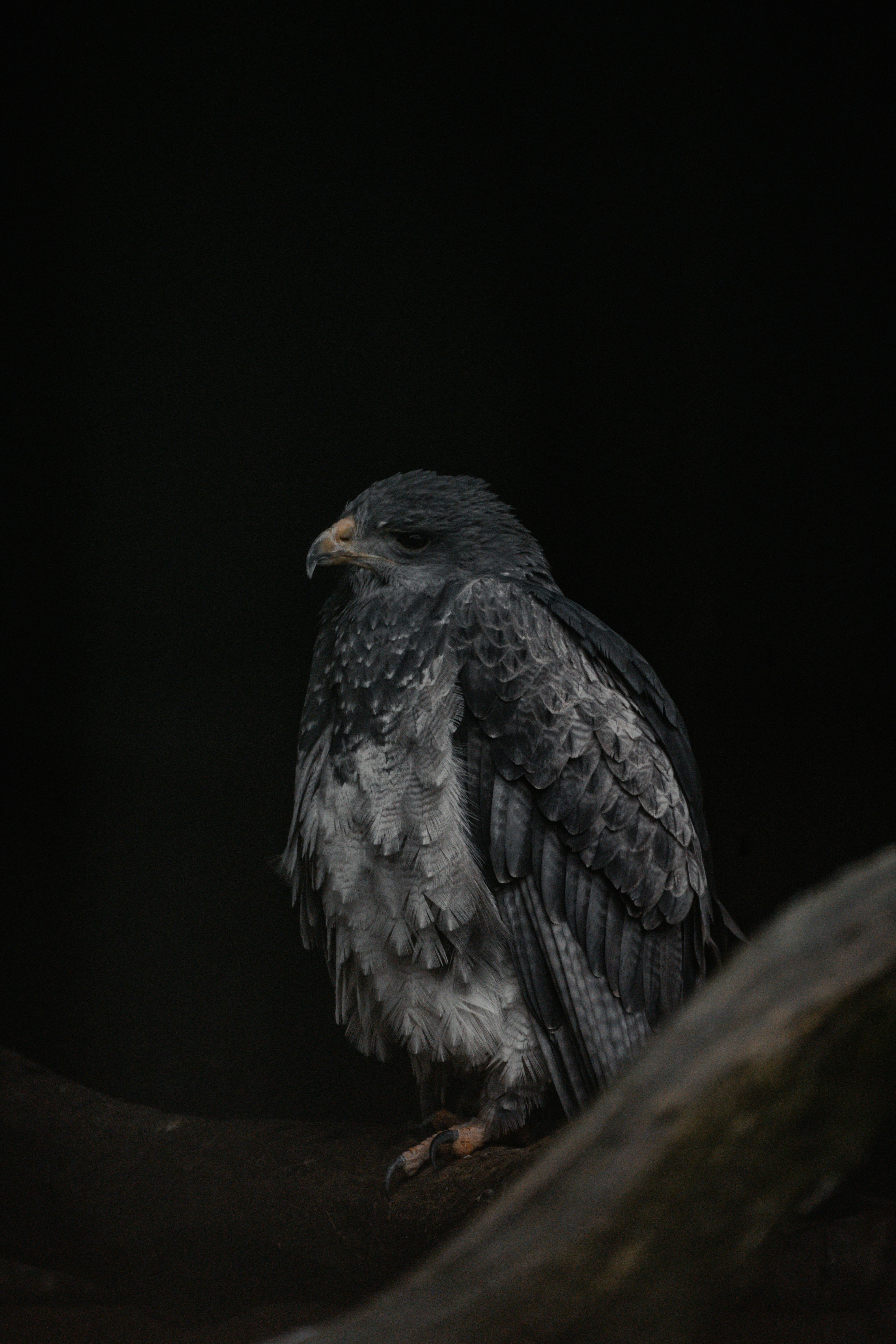 A solitary eagle perched amidst dark surroundings captured in a close-up shot, exuding a serene presence.