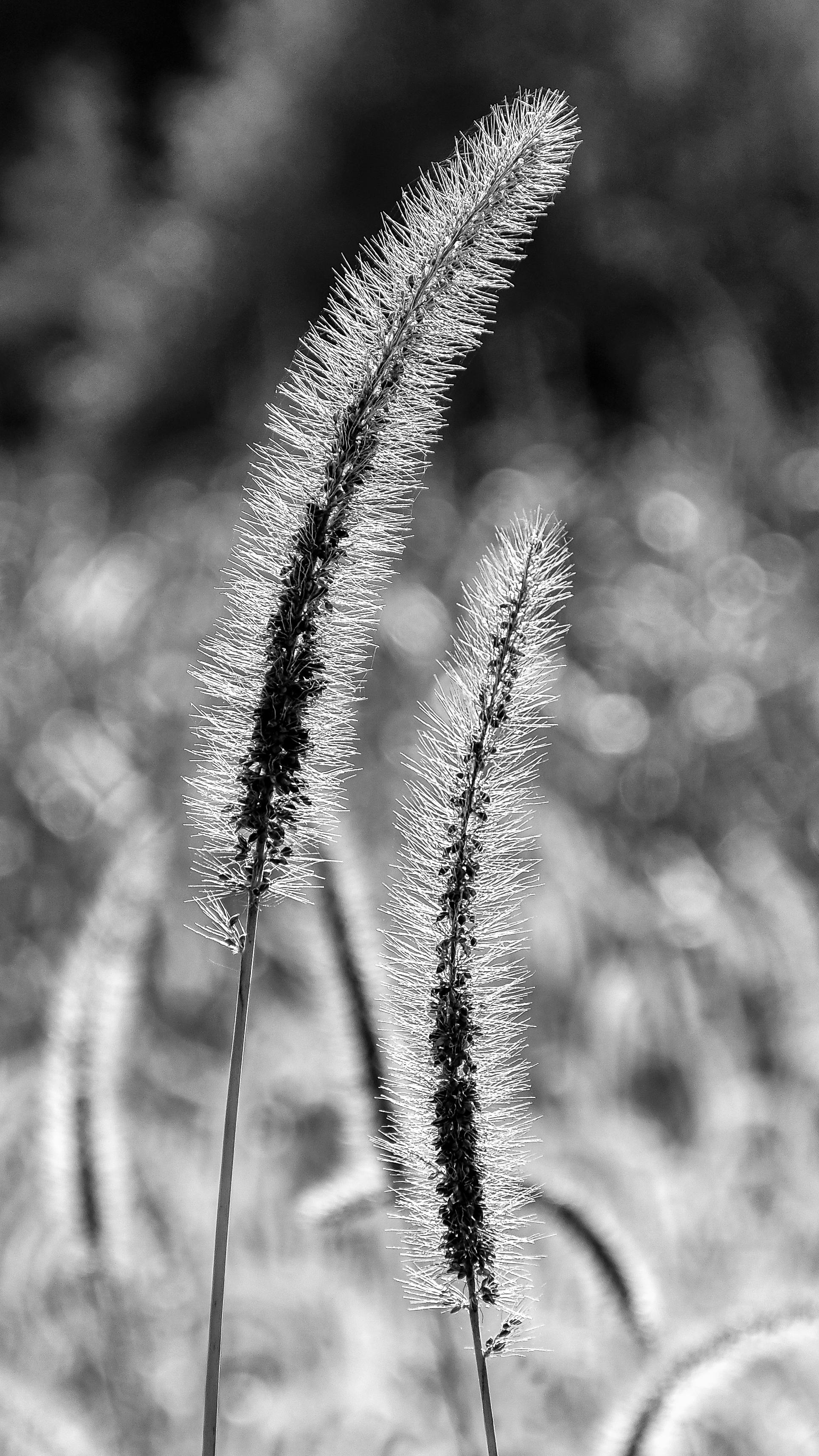 Halm Wheelwheels Photos, Download The BEST Free Halm Wheelwheels Stock