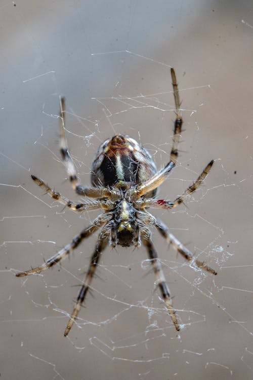 Foto d'estoc gratuïta de aràcnid, araneus diadematus, aranya de jardí europea