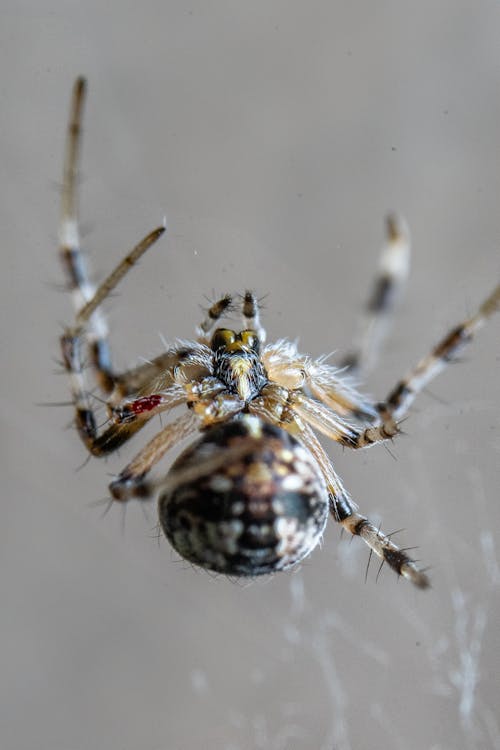 Close-up of a Spider in a Web 
