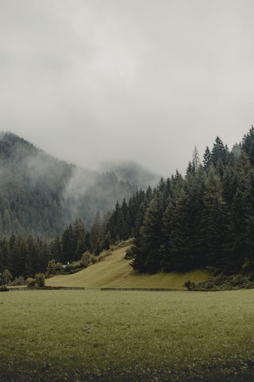 Coniferous Trees in a Valley Covered with Fog 