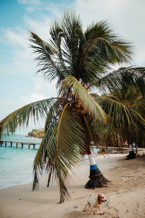 Бесплатное стоковое фото с берег океана, вертикальный выстрел, пальма