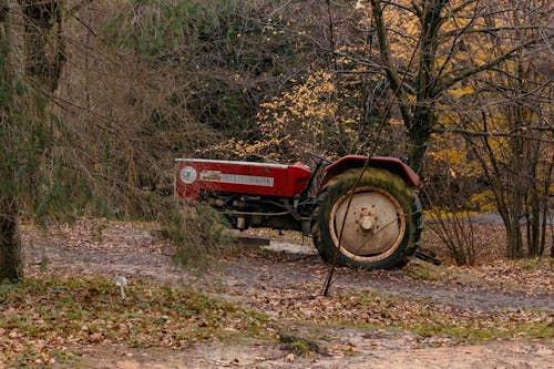 Foto d'estoc gratuïta de abandonat, arbres, camí de carro