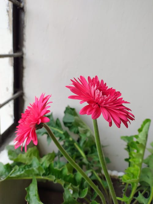 Fotobanka s bezplatnými fotkami na tému "gerbera daisy", červená gerbera, červený kvet