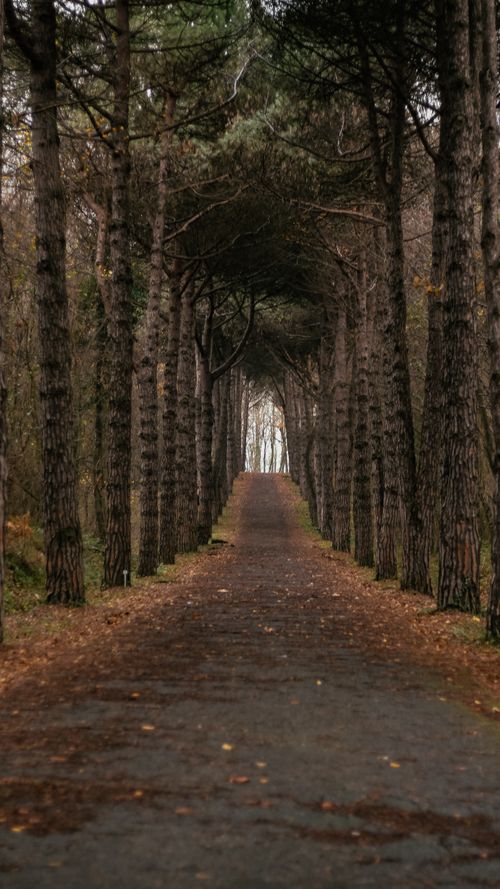 Free A tranquil, tree-lined road in autumn with diminishing perspective. Ideal for peaceful, nature themes. Stock Photo
