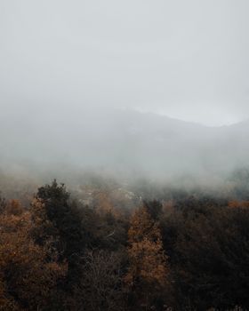Explore the enchanting foggy autumn forest in Lebanon, capturing nature's mystery.