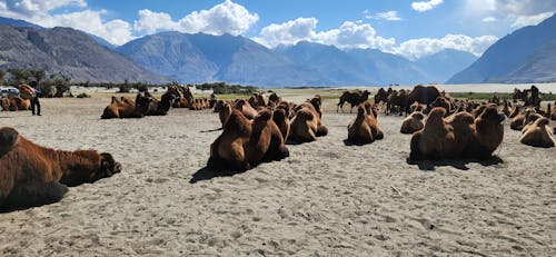 Foto profissional grátis de camelo bacteriano, camelo bactriano