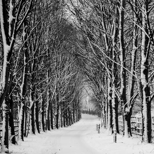 Alley between Trees Covered in Snow 