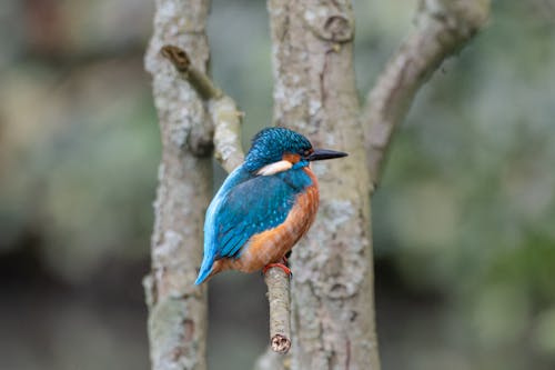 Kingfisher in Nature