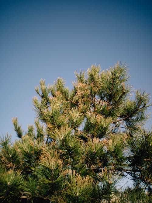 Coniferous Tree in Sunlight