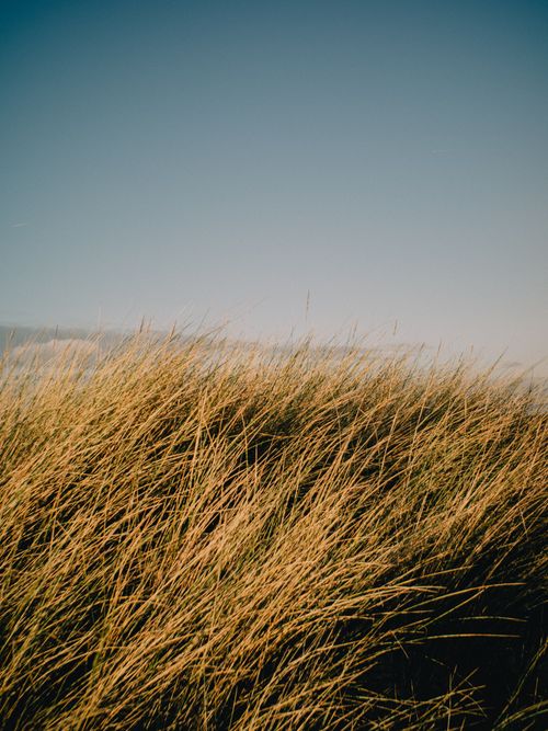 Free Capture the essence of summer with lush golden grass swaying under a clear blue sky in this tranquil outdoor scene. Stock Photo