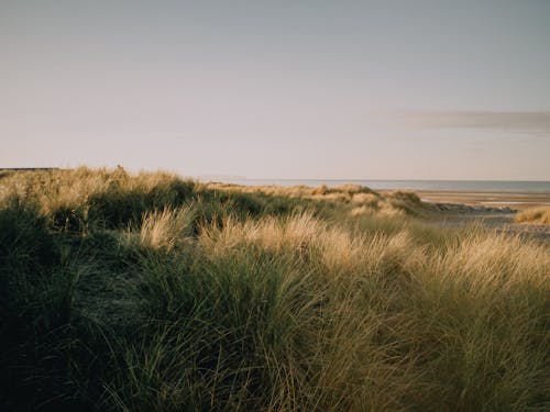 View of Grass on the Beach under a Clear Sky 