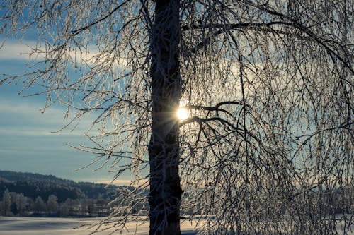 Ilmainen kuvapankkikuva tunnisteilla auringonlasku, auringonvalo, flunssa