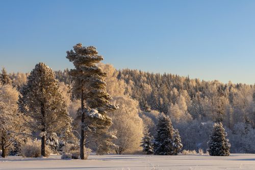 Free A tranquil snowy forest scene with frosted trees under a clear blue sky. Stock Photo