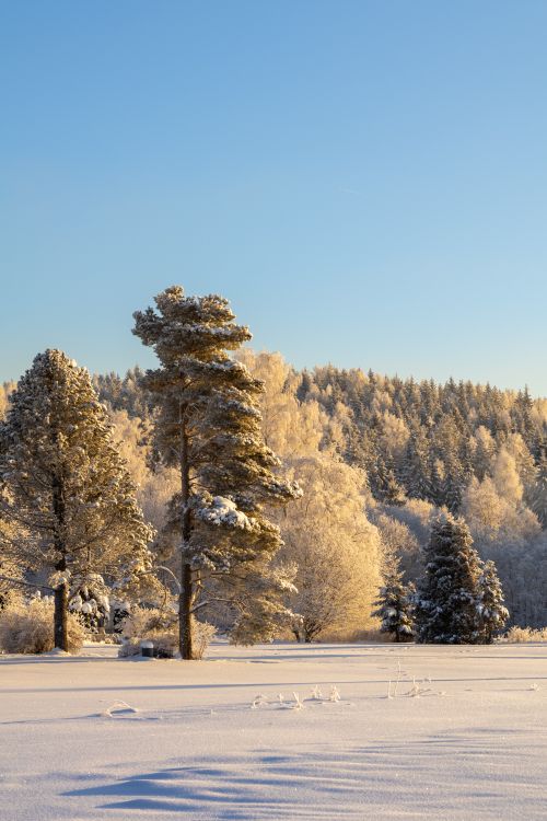 Free Tranquil snowy winter forest with clear blue sky and sunlit trees. Stock Photo