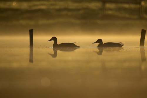 Ducks on Lake at Sunset