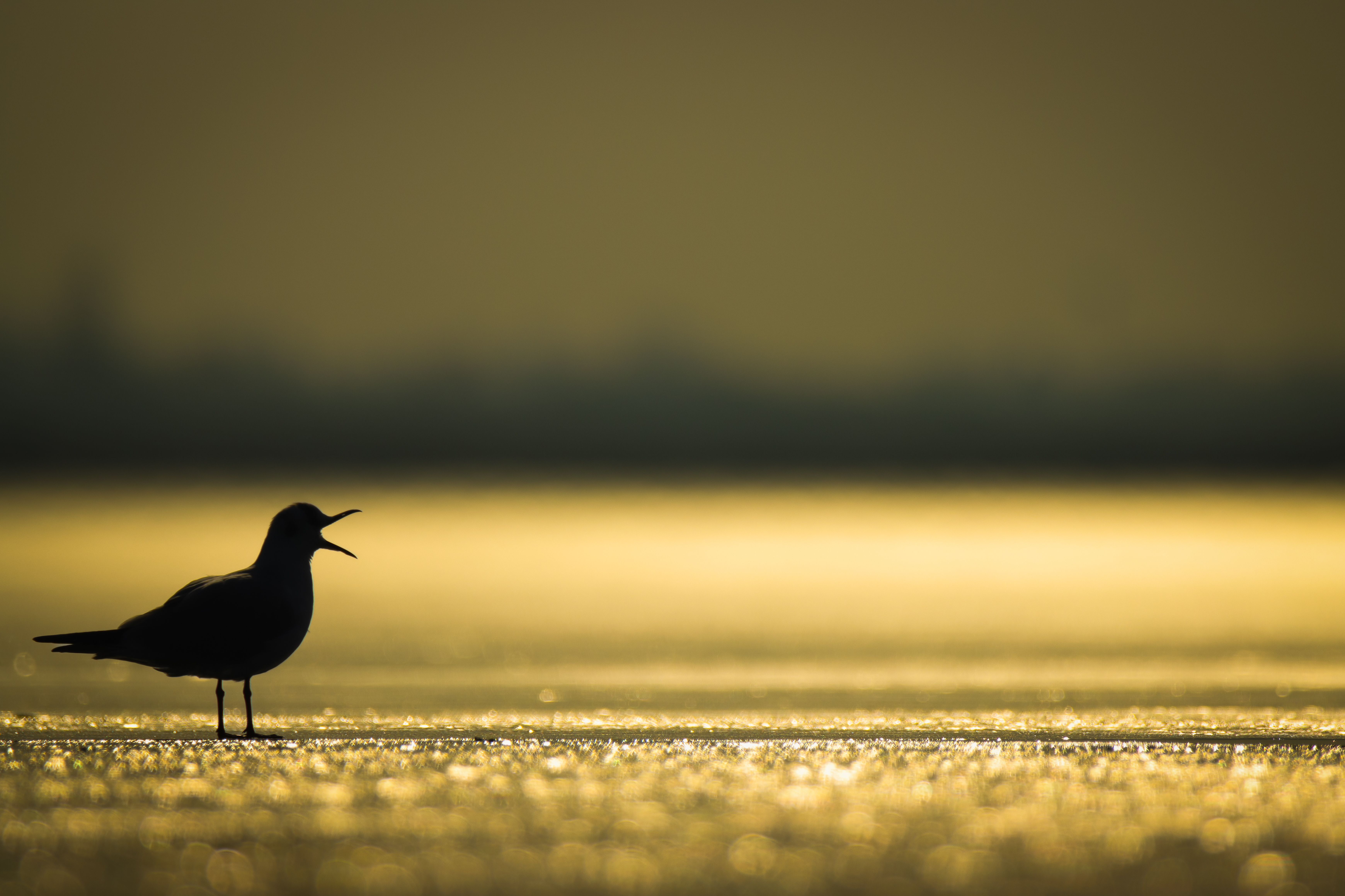Foto: Jenő Medgyesi / Pexels