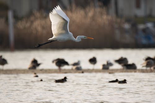 Immagine gratuita di airone, fiume, fotografia di animali