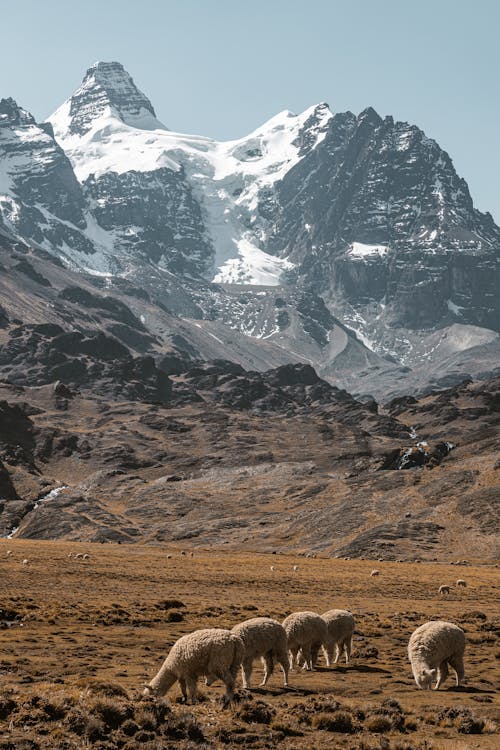 Sheep in a Valley