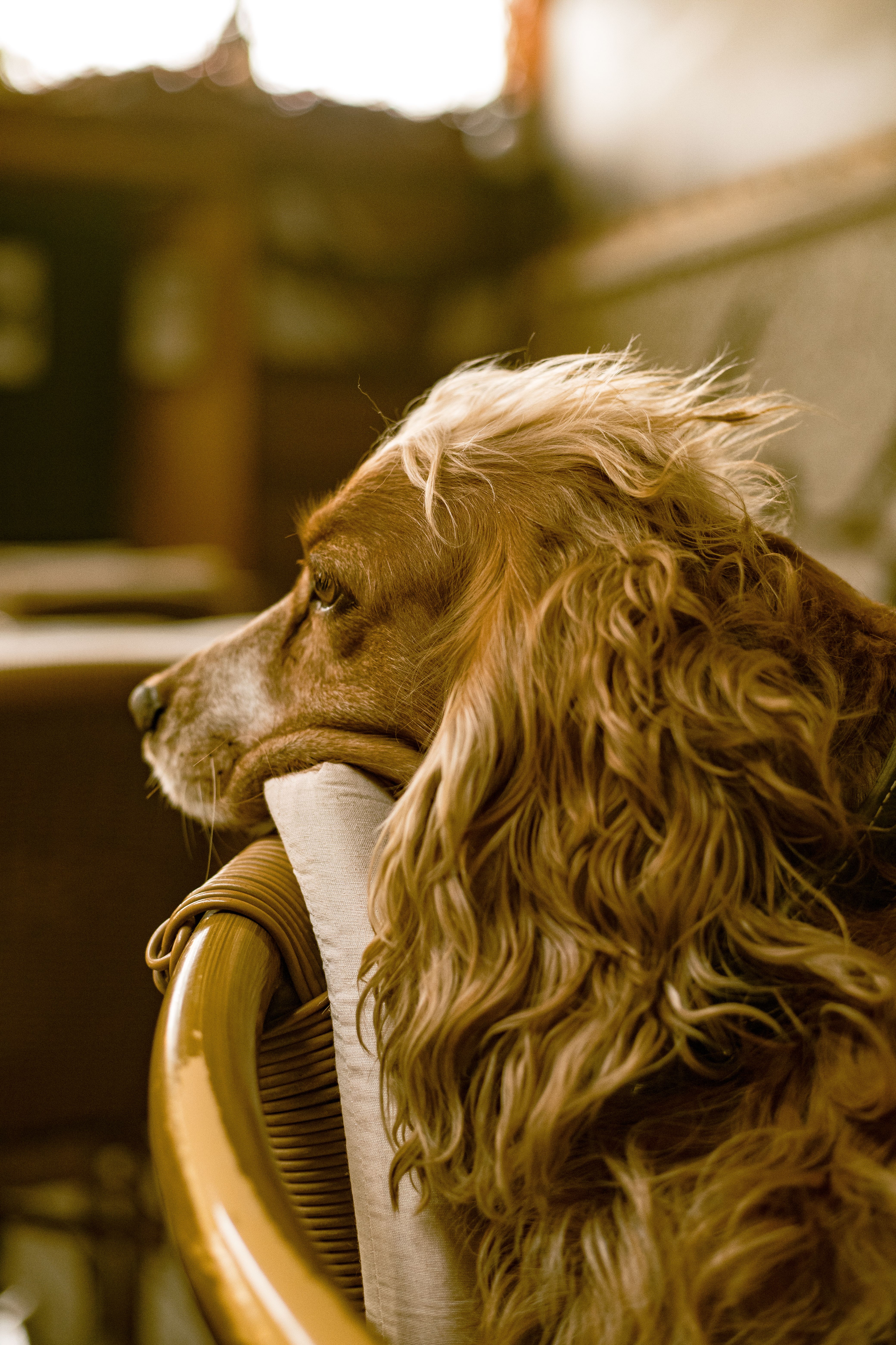 Golden retriever guest resting on a chair