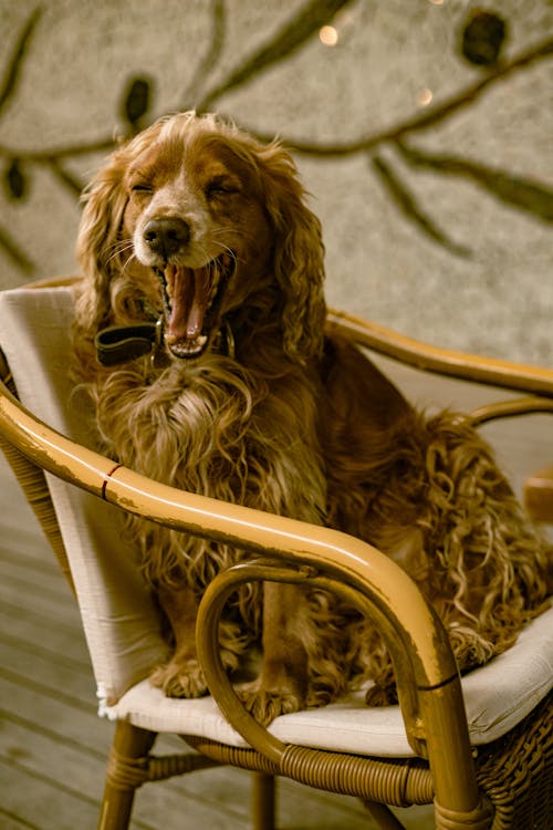 A Dog on an Armchair