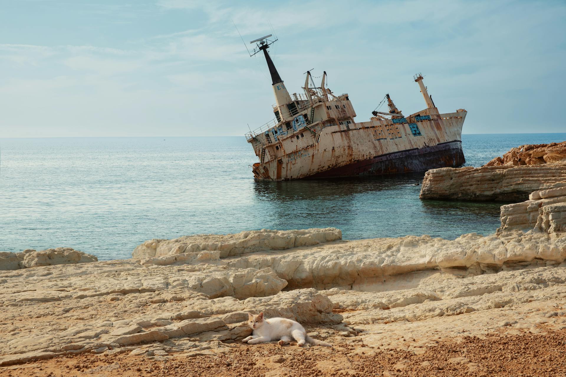 A rusted shipwreck on a rocky coast with clear blue skies and a cat lounging on the shore.