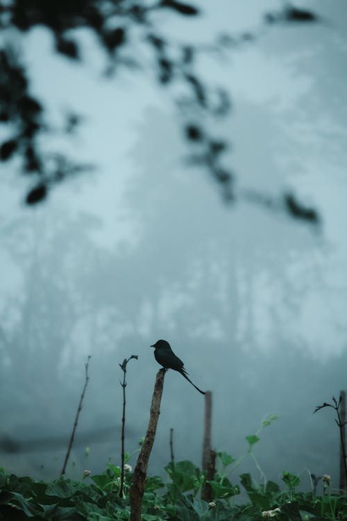 Foto stok gratis burung, hari berkabut, hutan musim dingin