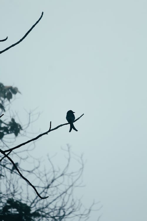 Gratis stockfoto met boom, dierenfotografie, klein