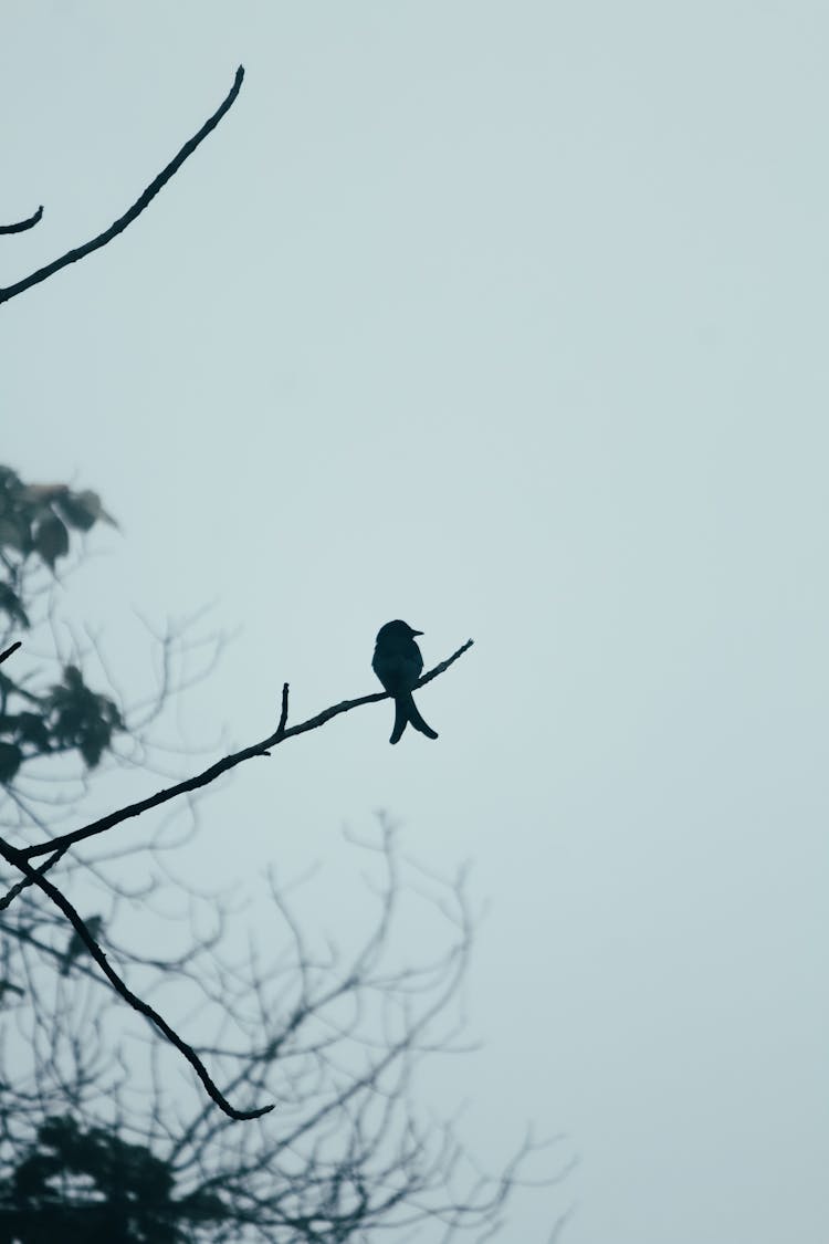 Small Bird Perching On Branch