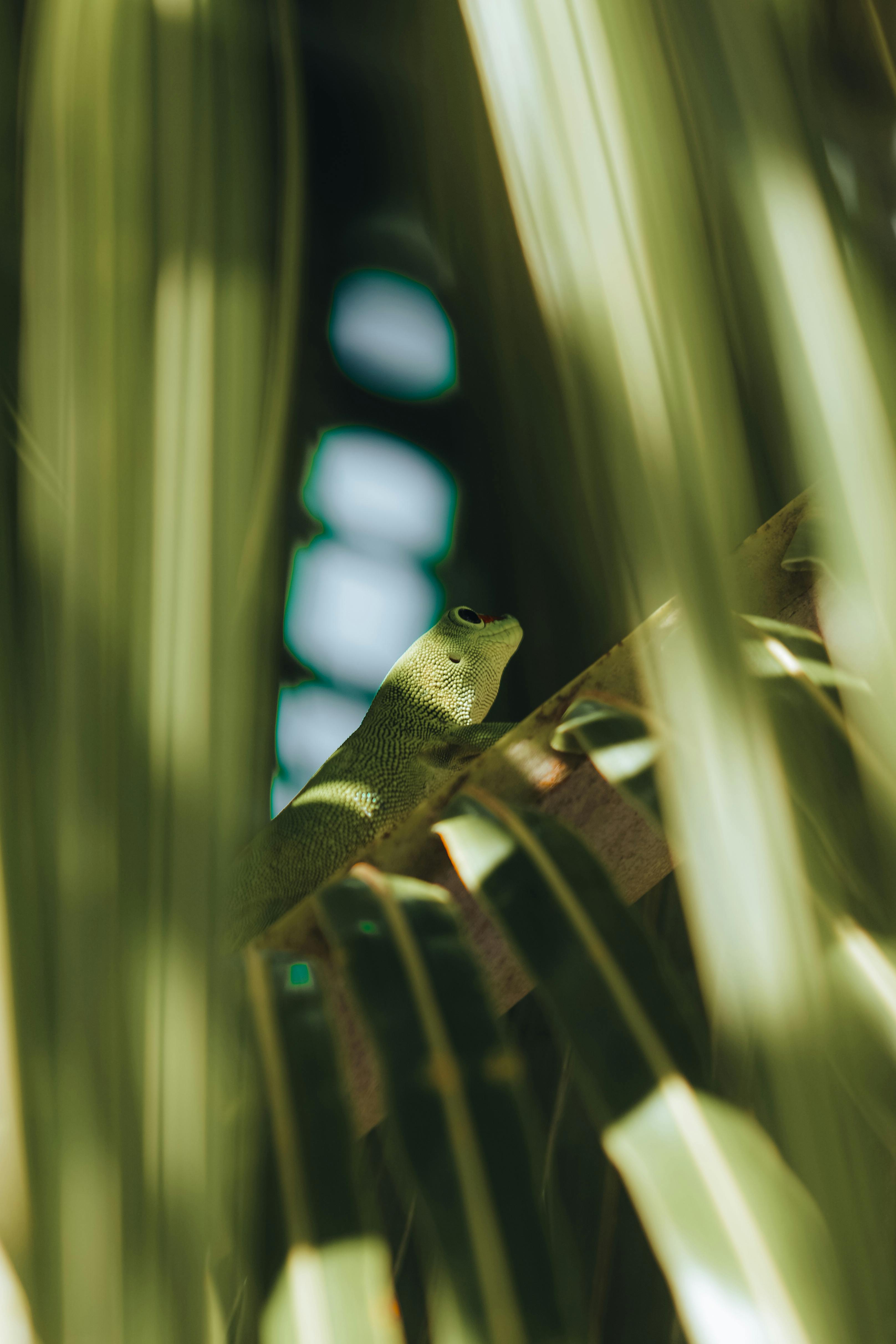 Green day gecko resting among palm leaves in natural habitat, captured in Mauritius.