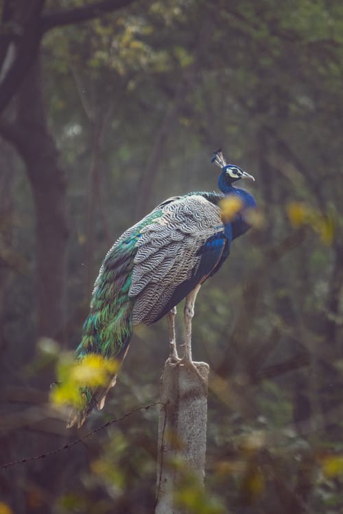 Kostenloses Stock Foto zu mobile wallpaper, natur, pfau