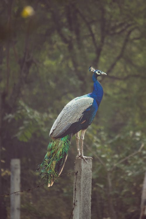 Pfau