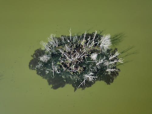 Darmowe zdjęcie z galerii z bagno, drzewa, jezioro