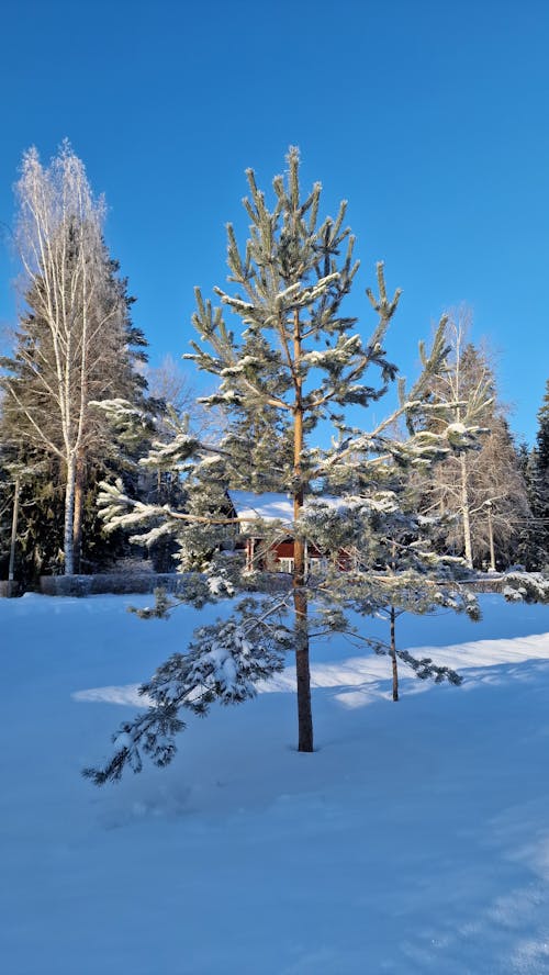 Ilmainen kuvapankkikuva tunnisteilla auringonvalo, flunssa, havupuinen