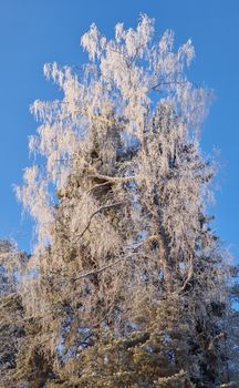 Tall frosty tree with snow against a clear blue sky in winter.