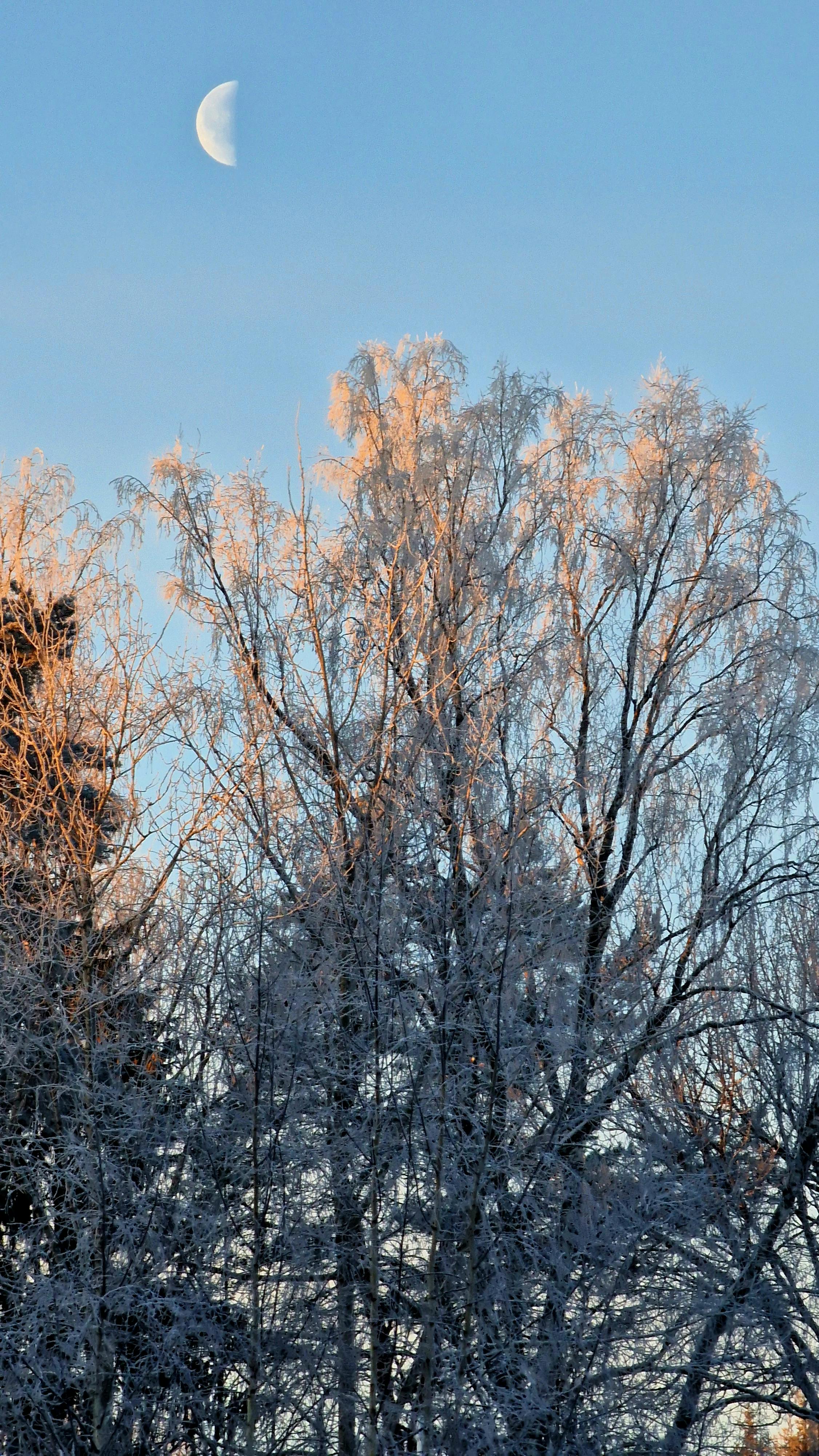 Serene winter scene with frost-covered trees and a crescent moon in the blue sky.