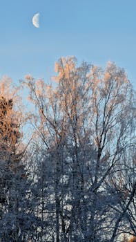 Serene winter scene with frost-covered trees and a crescent moon in the blue sky.
