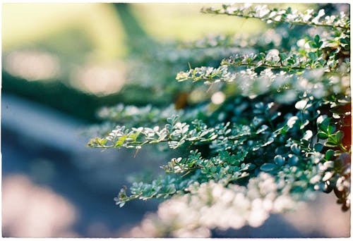 Close-up of Bright Leaves of a Shrub in Sunlight 